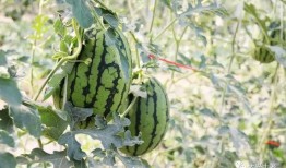 免费网红吃瓜,揭秘娱乐圈幕后真相